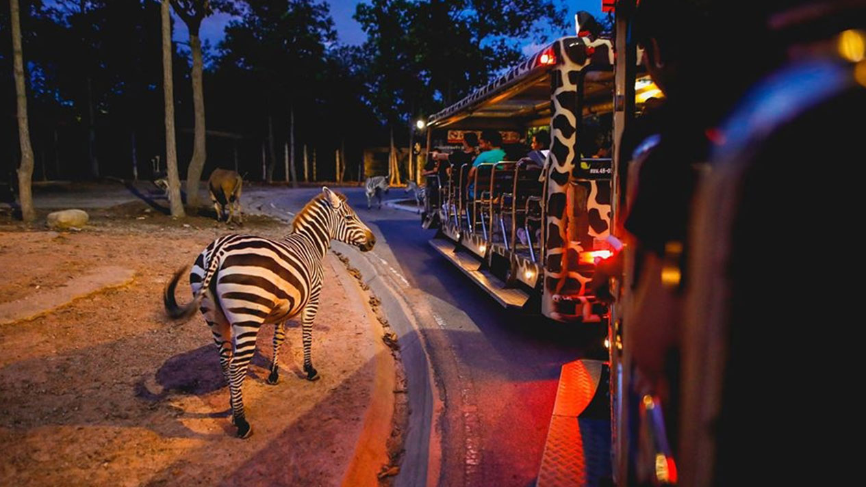 Chiang Mai Night Safari